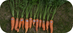 Veggies
